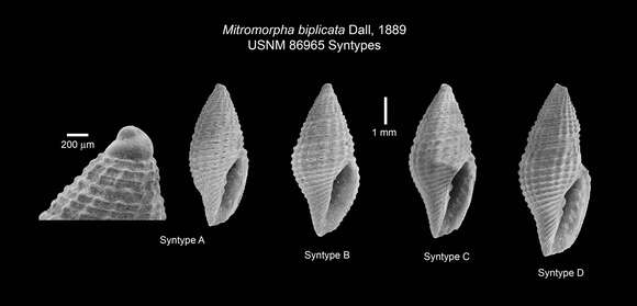 Image of Mitromorpha biplicata Dall 1889