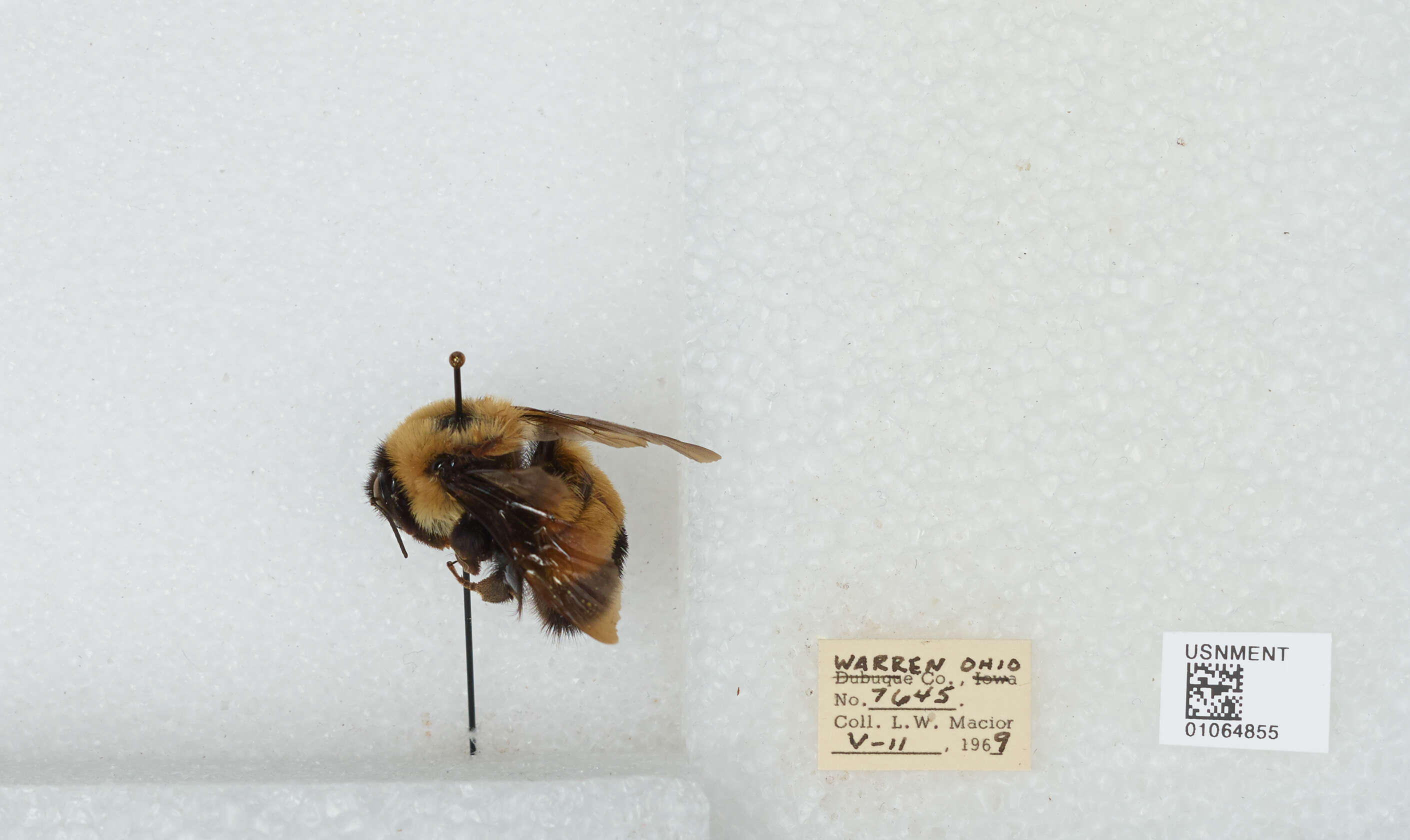 Слика од Bombus affinis Cresson 1864