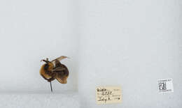 Image de Bombus insularis (Smith 1861)