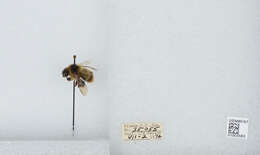 Image of Frigid Bumble Bee