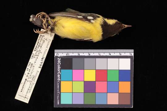 Image of <i>Parus elegans</i>