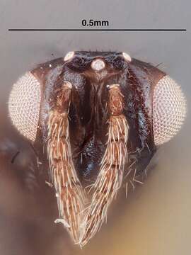 Image of Parasitoid wasp