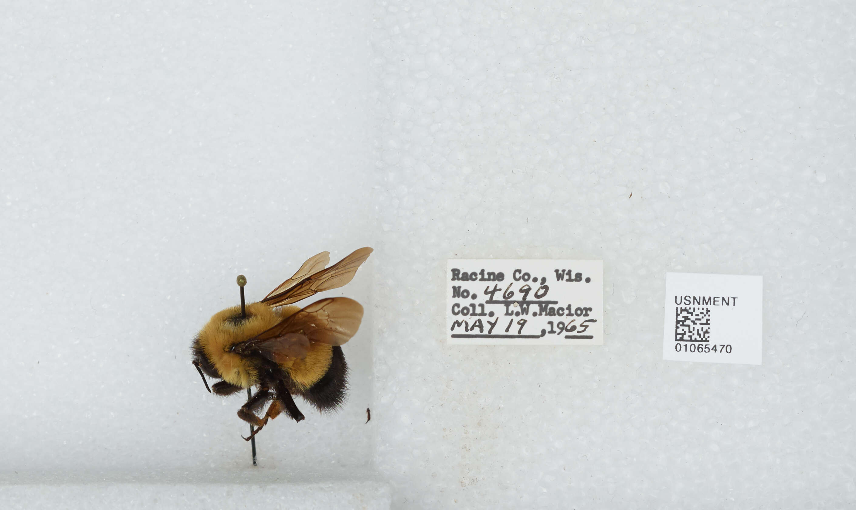 Слика од Bombus affinis Cresson 1864