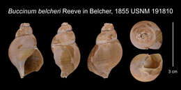Image de Buccinum belcheri Reeve 1845