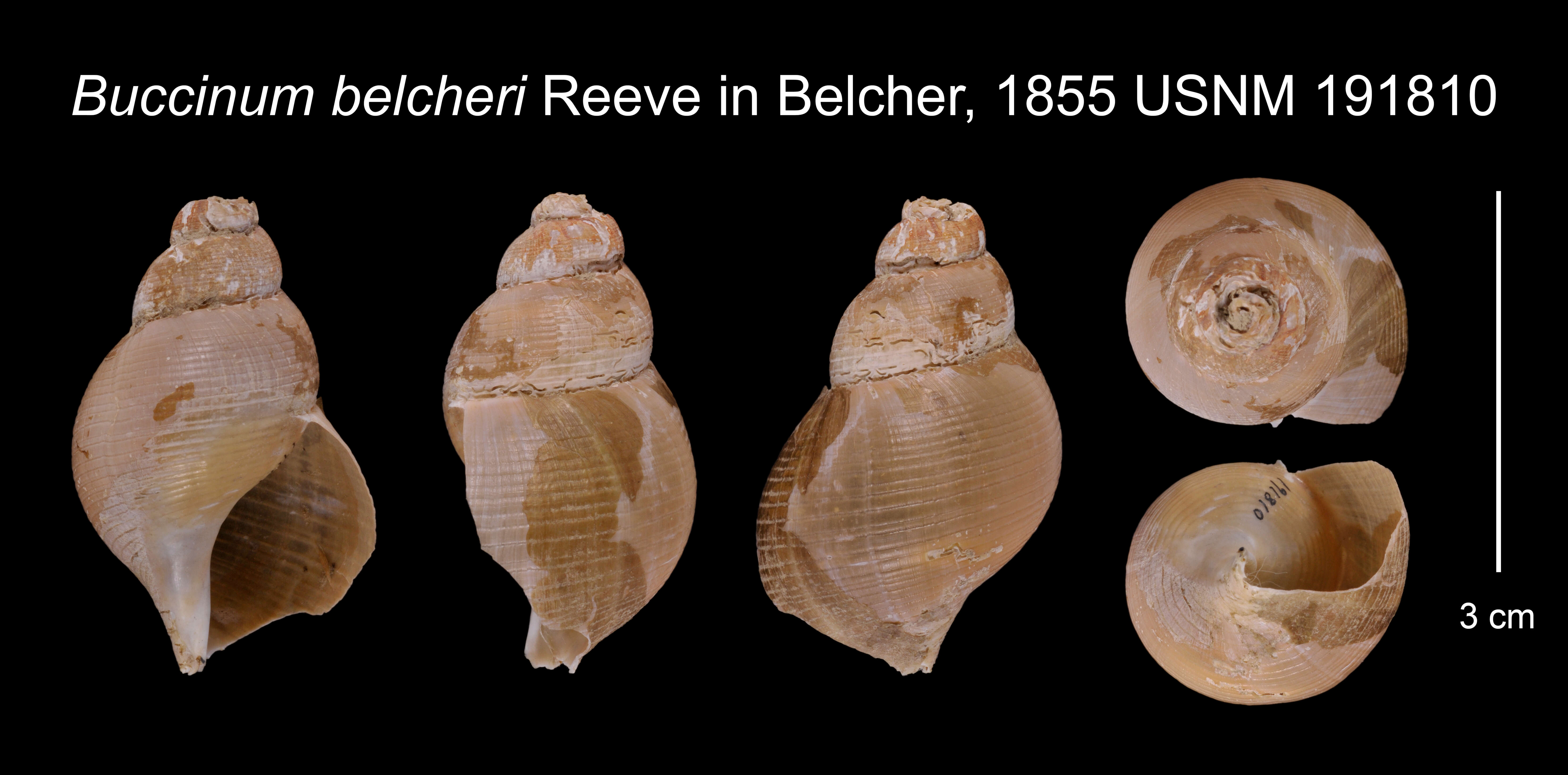 Image de Buccinum belcheri Reeve 1845