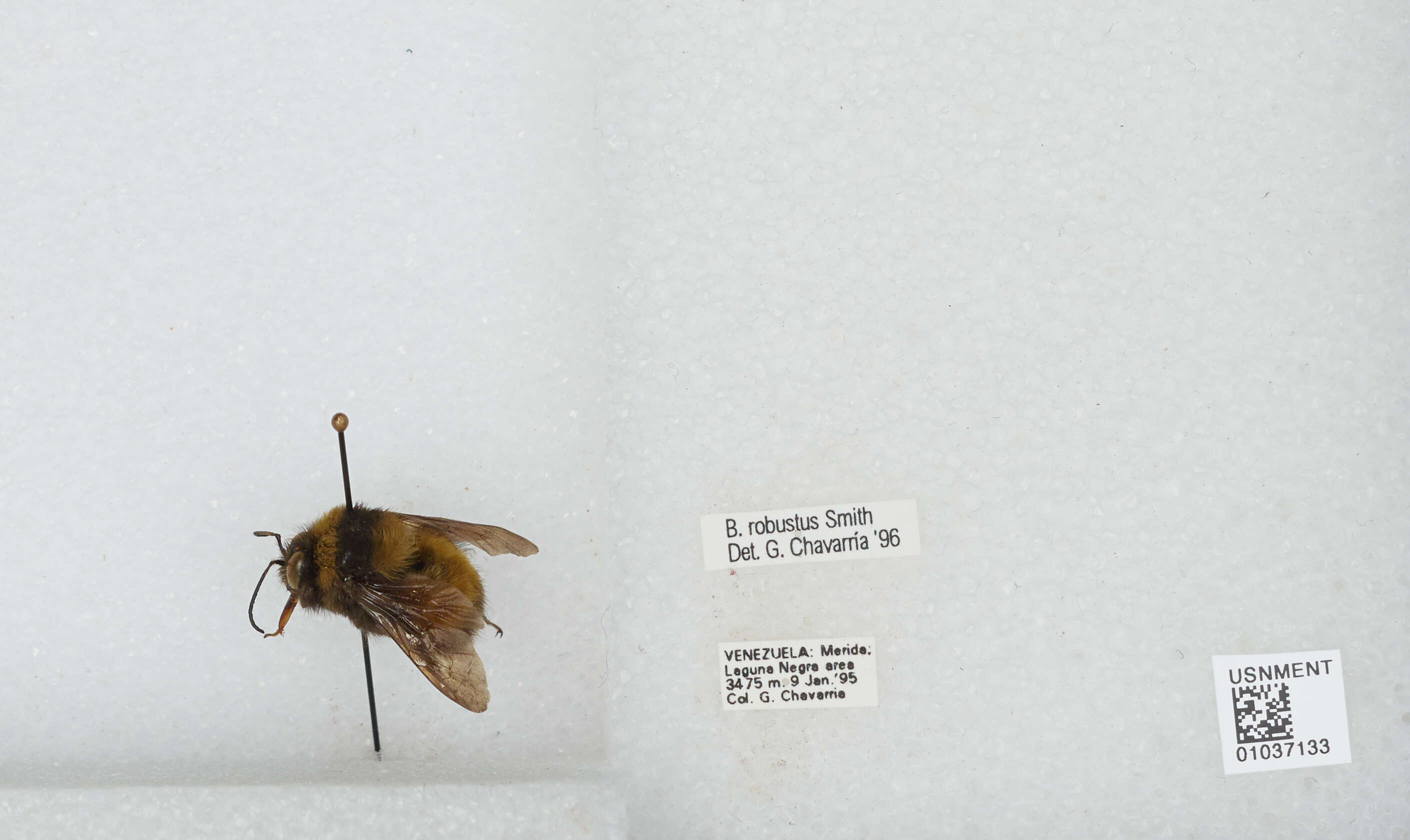 Image of Bombus robustus Smith 1854