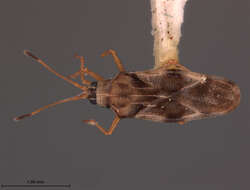 Image of Tingis (Tropidocheila) acris Drake 1947