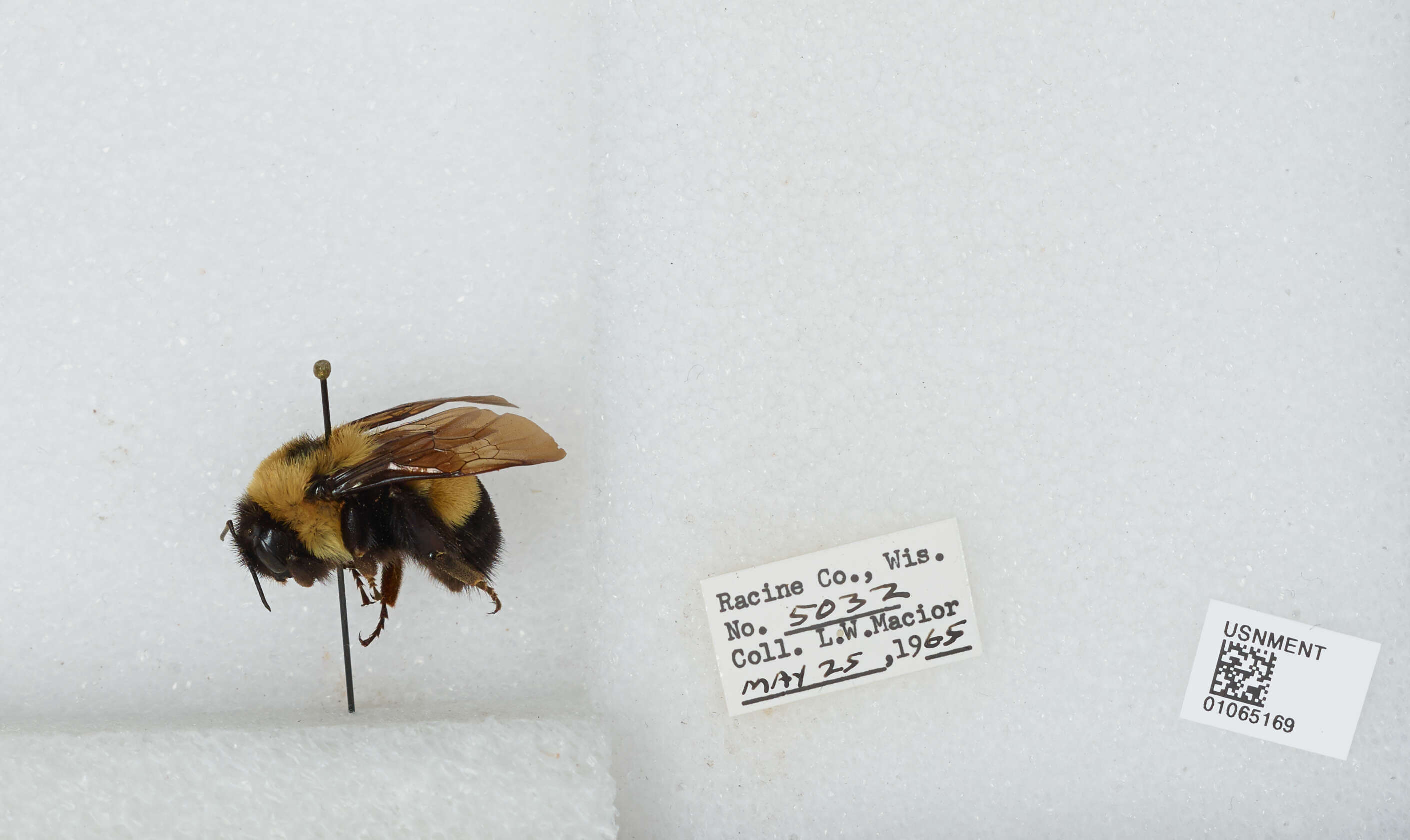 Слика од Bombus affinis Cresson 1864