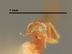 Image of Cheiloneuromyia