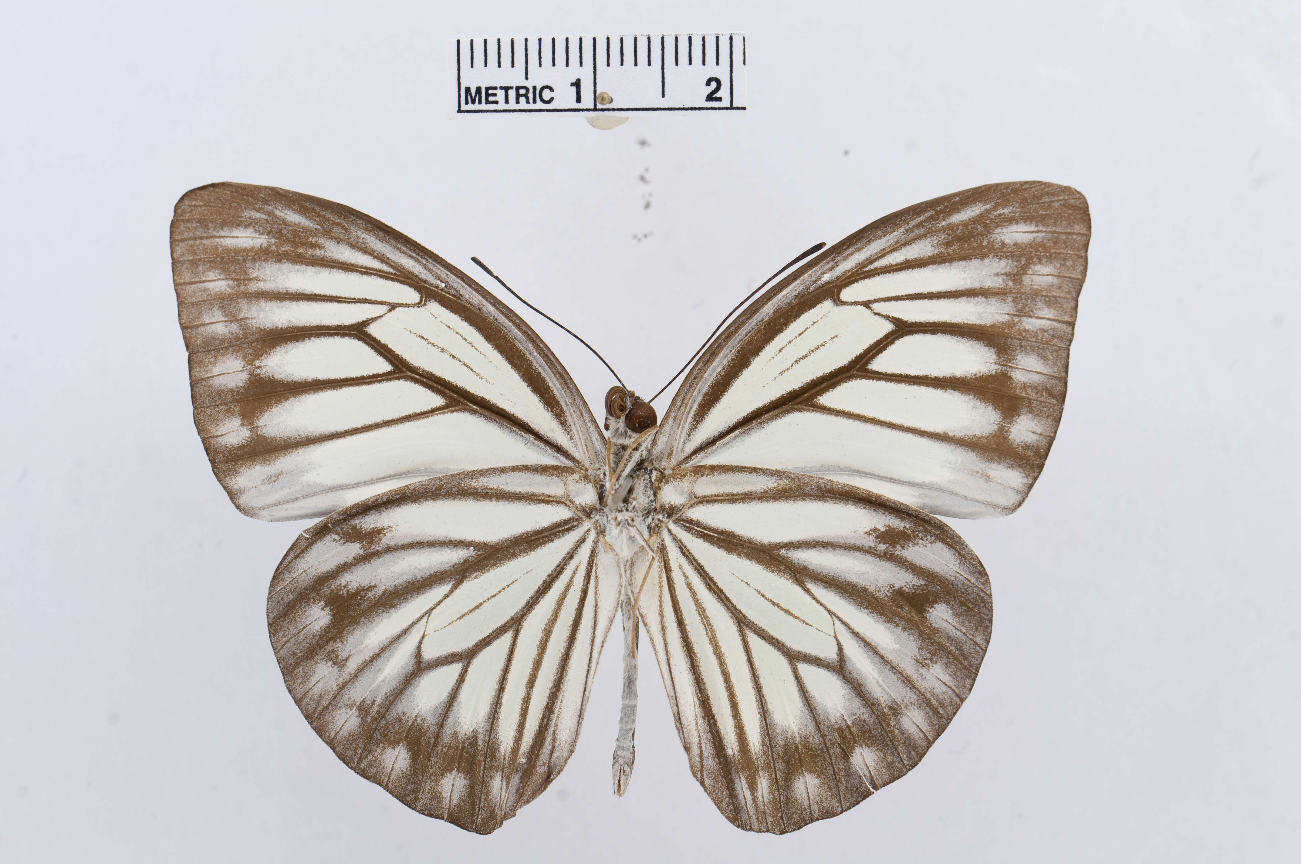 Image of Pareronia ceylanica (Felder & Felder (1865))