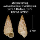 Imagem de Microceramus marmoratus C. Torre & Bartsch 2008