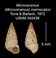 Imagem de Microceramus marmoratus C. Torre & Bartsch 2008