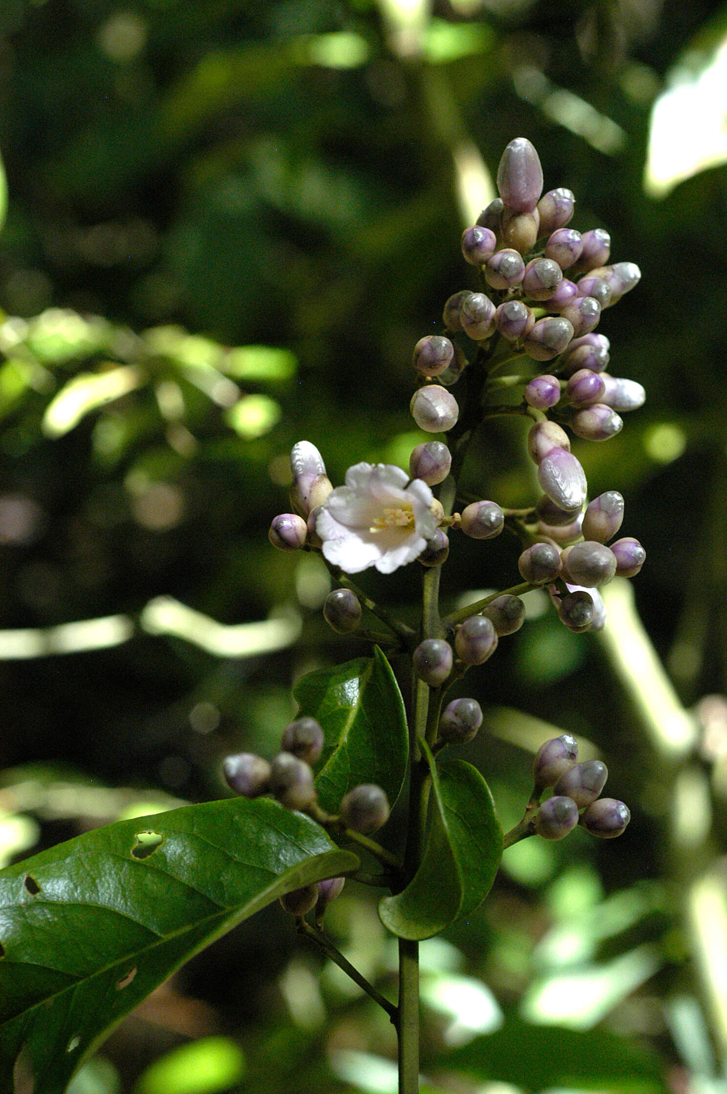 Image of Maripa panamensis Hemsl.