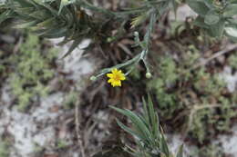 Image de Pityopsis graminifolia (Michx.) Nutt.