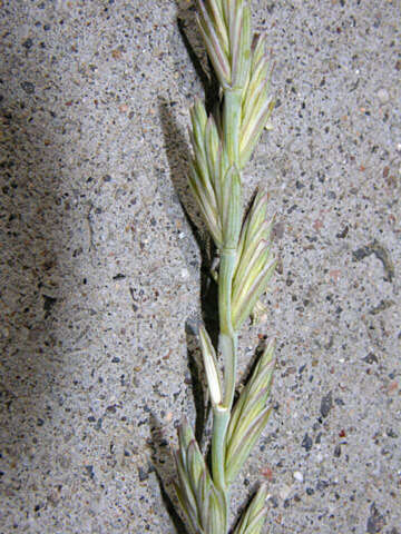 Image of intermediate wheatgrass