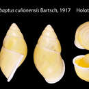 Image de <i>Amphidromus entobaptus culionensis</i> Bartsch