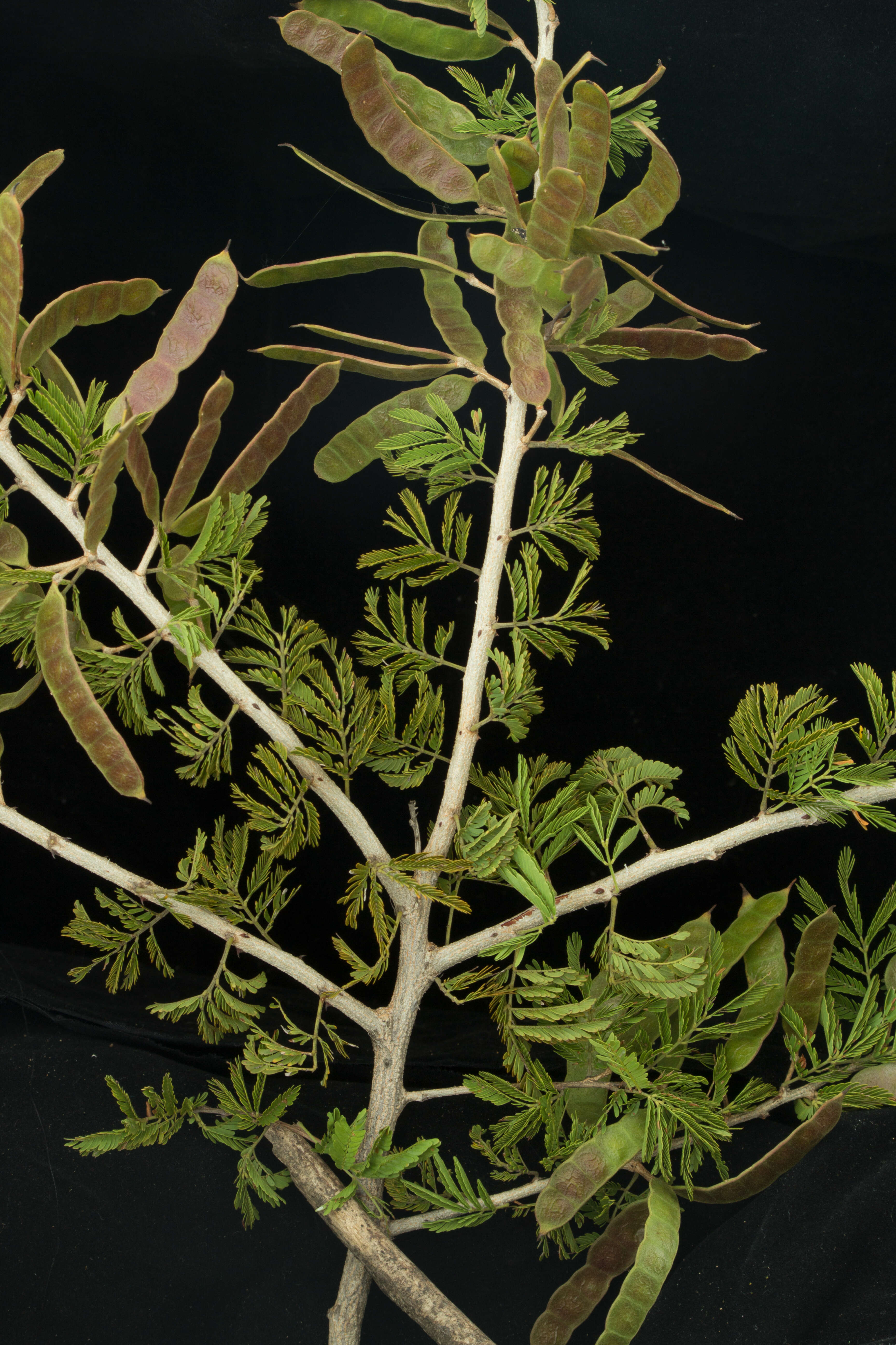 Image of Mimosa hexandra Micheli