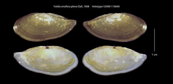 Image of Yoldia ensifera plena Dall 1908