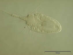 Image of Nanaloricidae