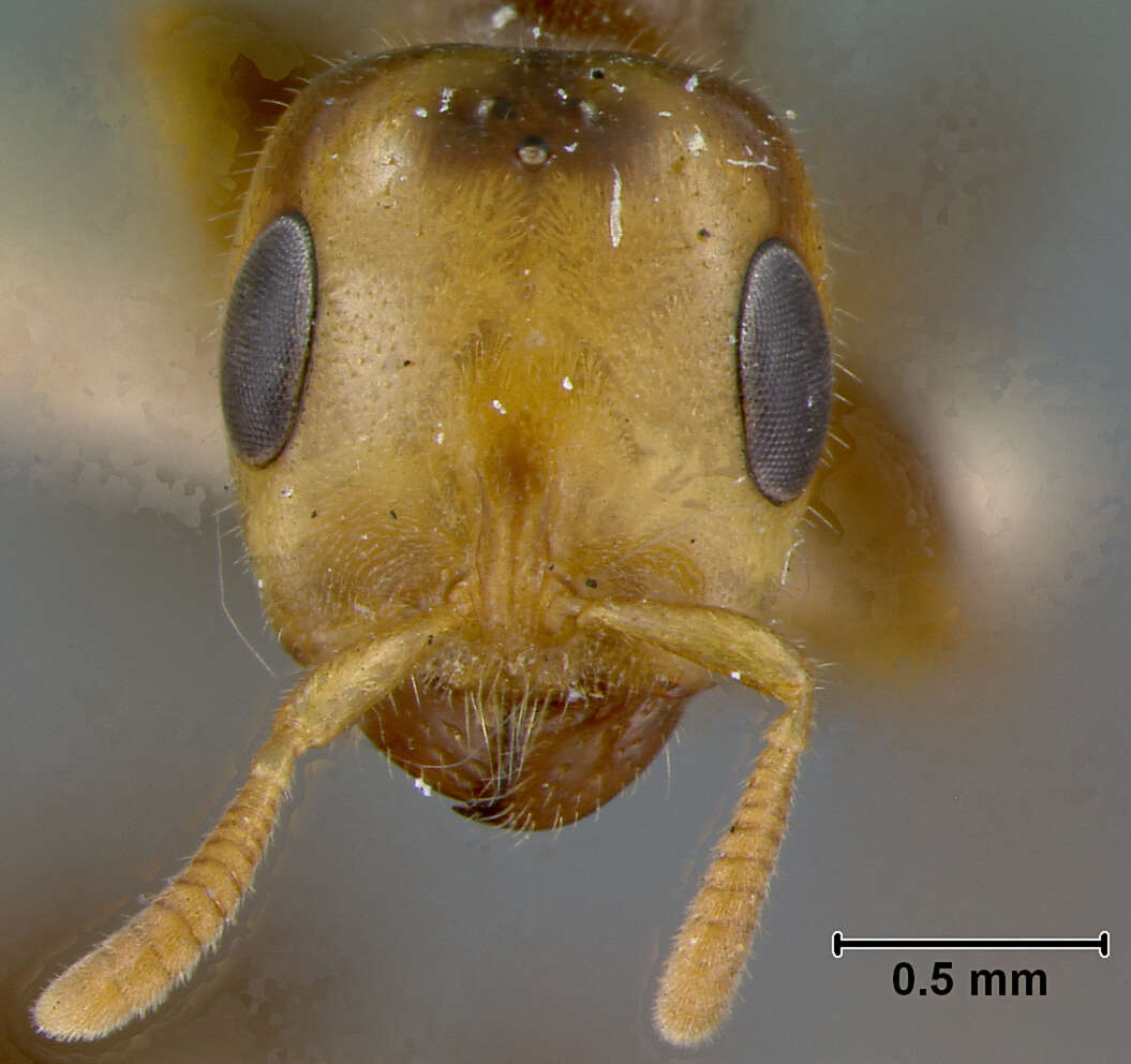Image of Pseudomyrma latinoda var. coronata Wheeler 1942