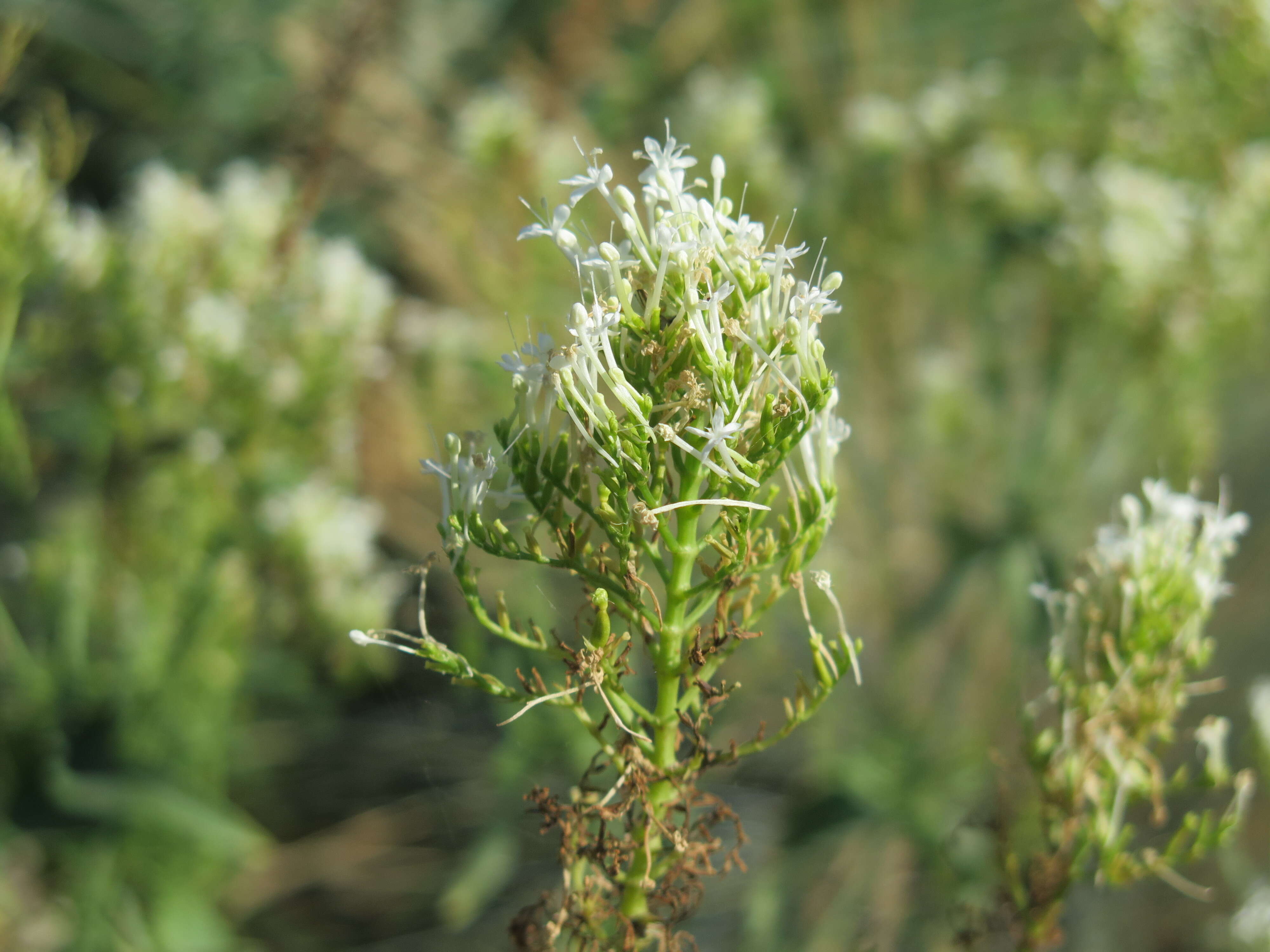 Image of Red Valerian