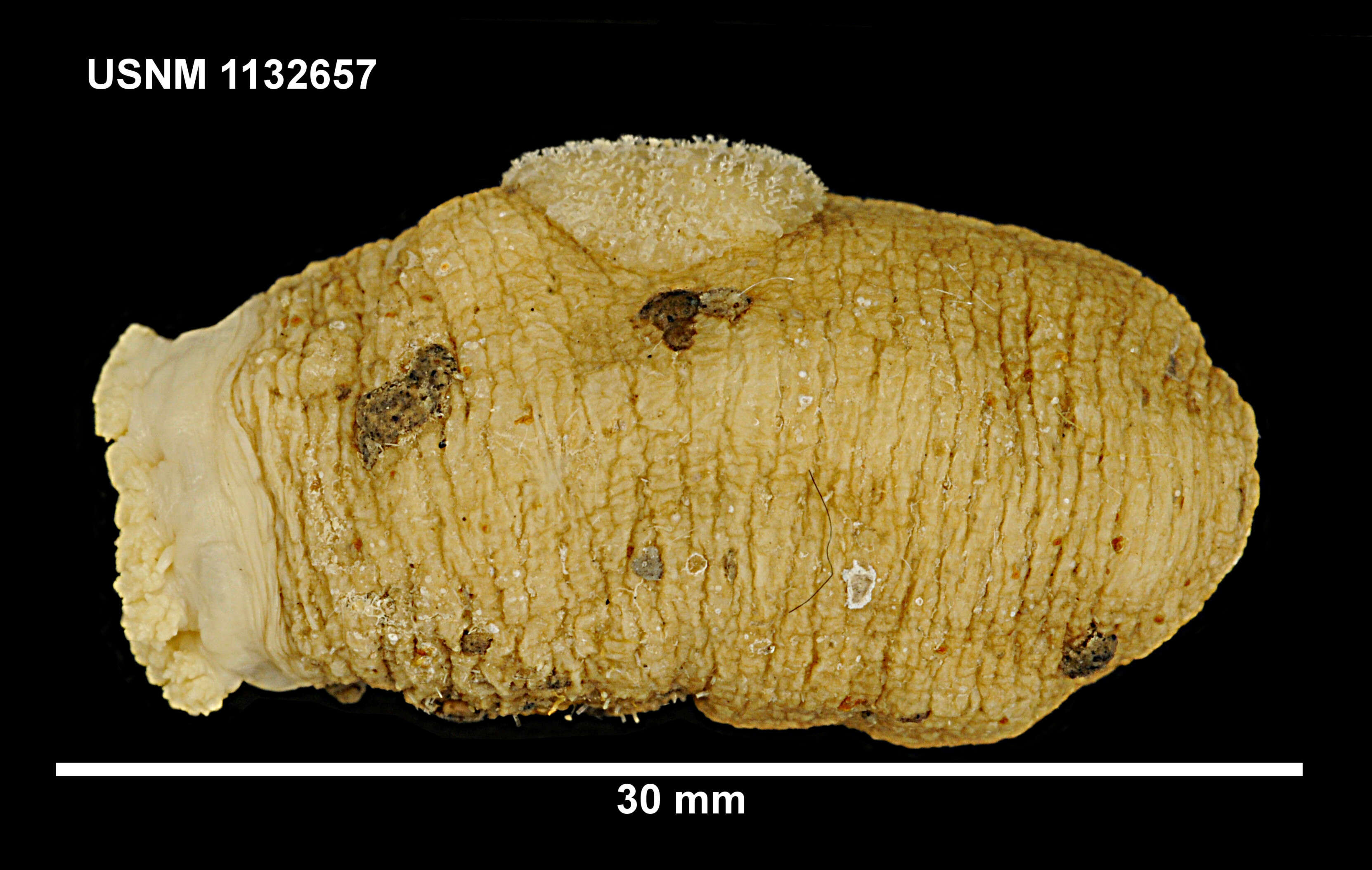 Image of Echinopsolus charcoti (Vaney 1906)