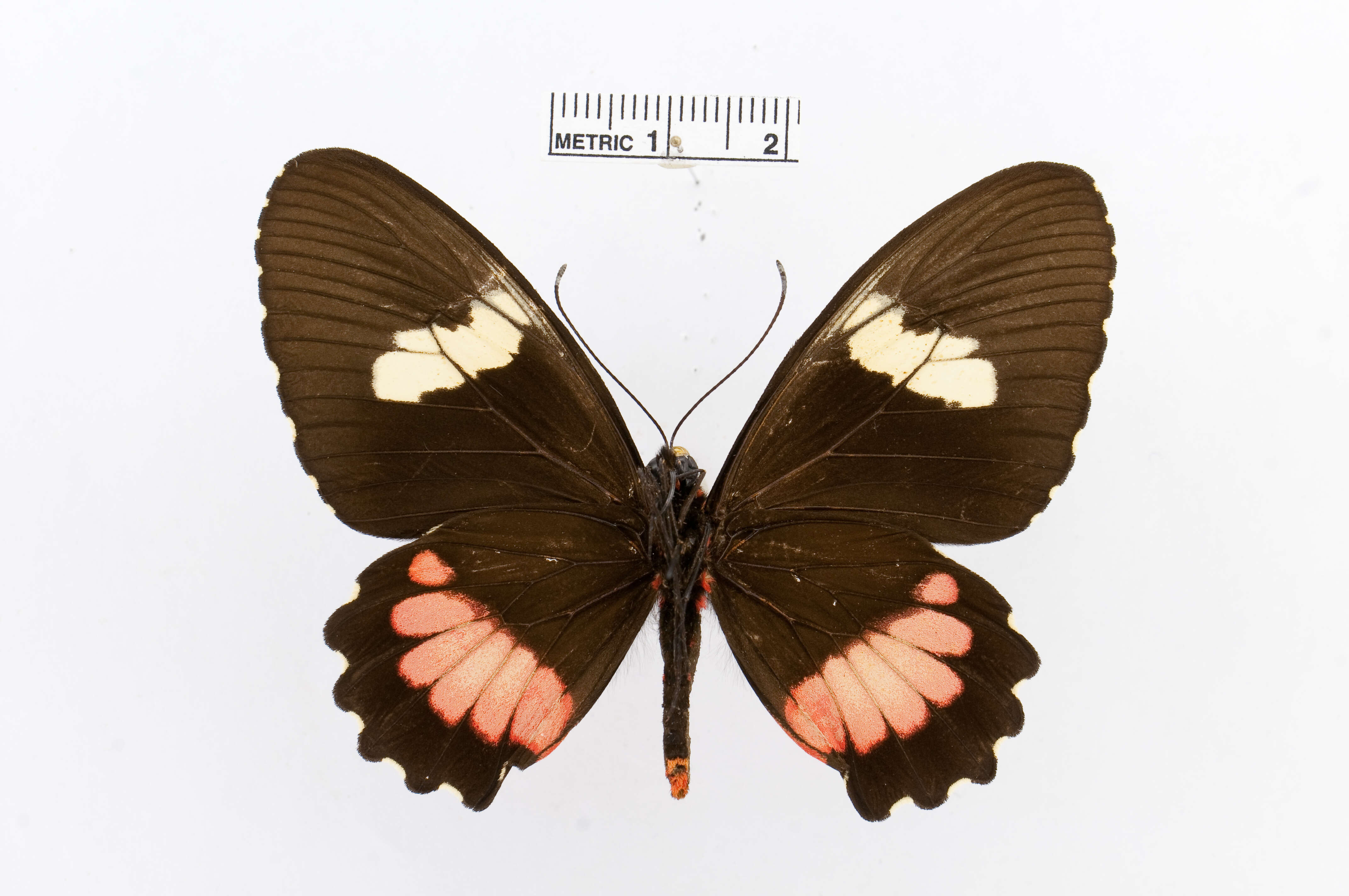 صورة Parides panares (Gray (1853))