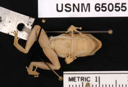Image of Common Chirping Frog