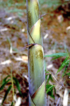 Imagem de Dendrocalamus brandisii (Munro) Kurz