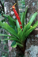 Plancia ëd Guzmania berteroniana (Schult. & Schult. fil.) Mez