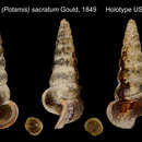 Image of Cerithium (Potamis) sacratum Gould