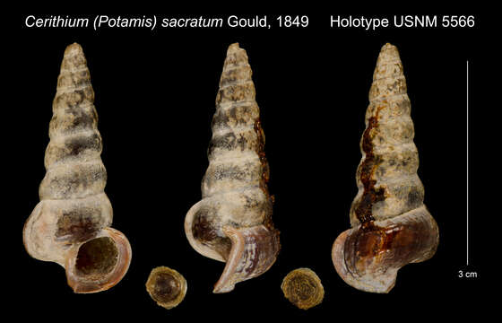 Image of Cerithium (Potamis) sacratum Gould