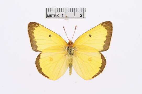 Image of Harford's Sulphur