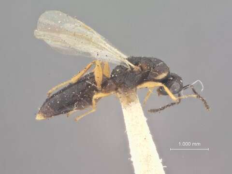 Image of Tetramesa rufipes (Phillips & Emery 1919)