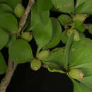 Randia malacocarpa Standl.的圖片