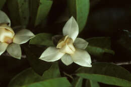 Image of Duguetia quitarensis Benth.