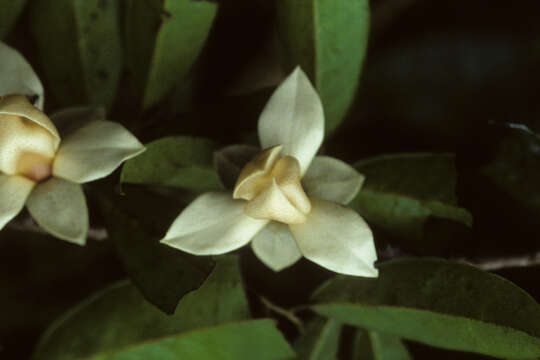 Image of Duguetia quitarensis Benth.