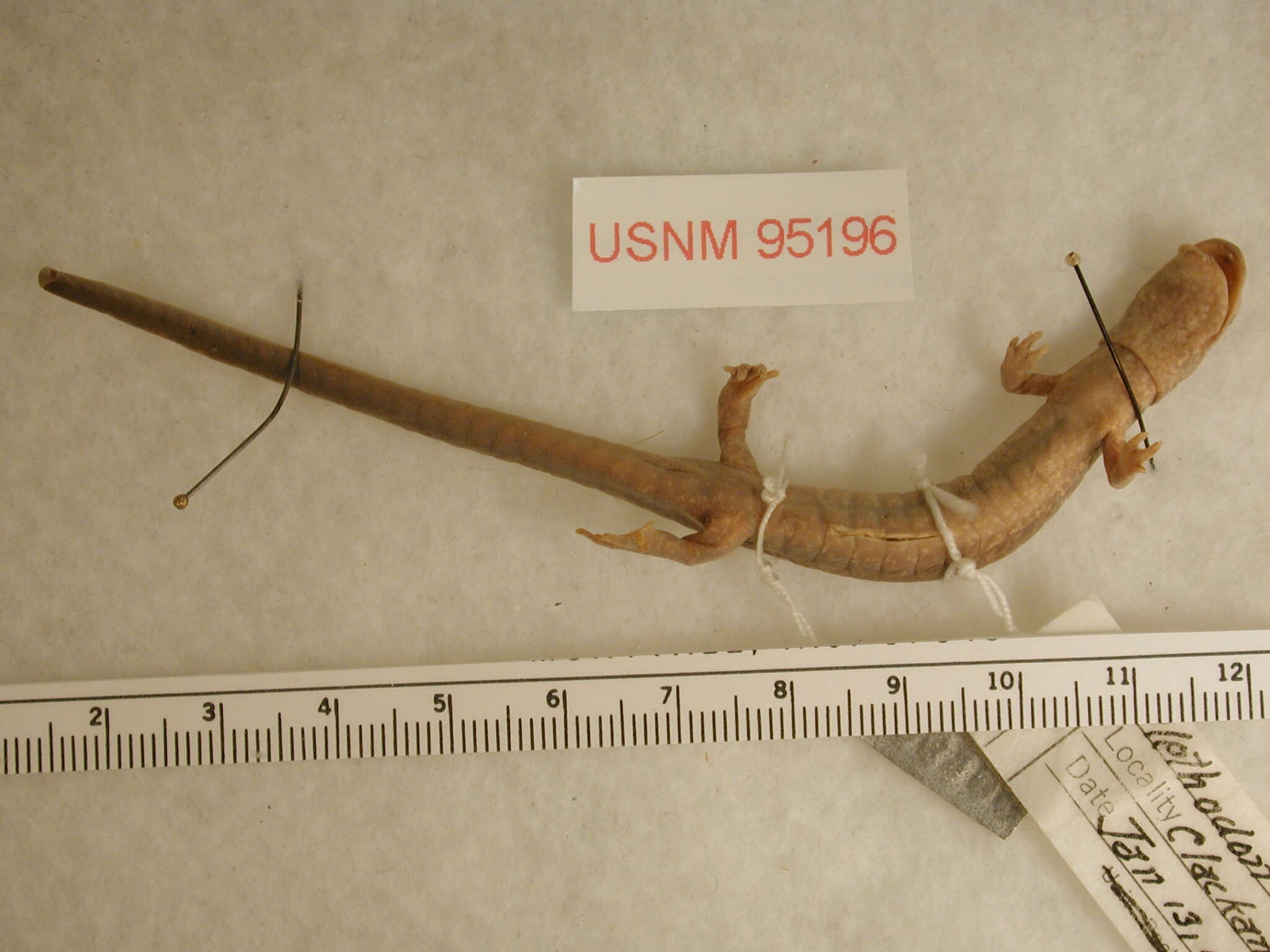 Image of Dunn's Salamander