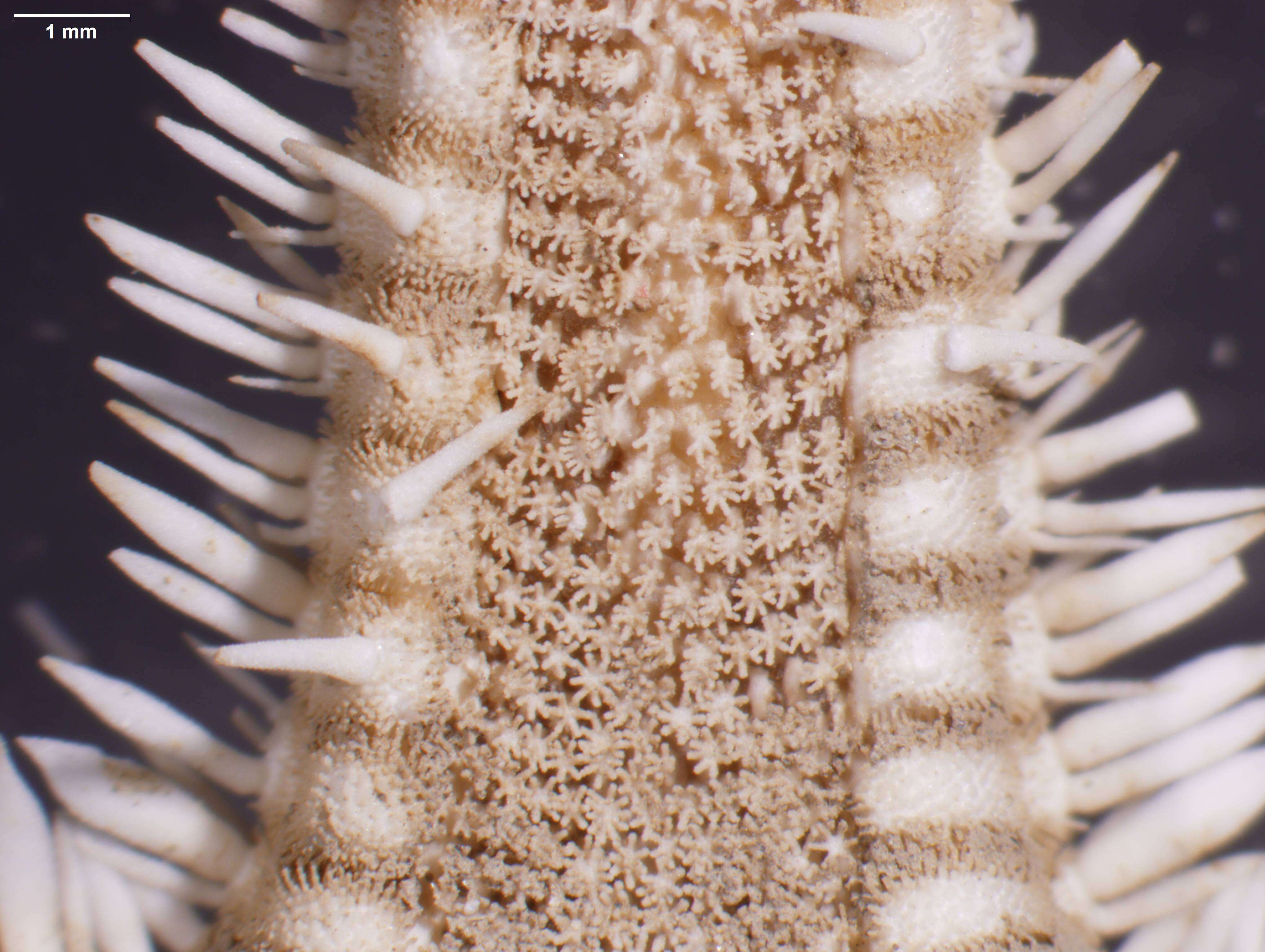 Image of Astropecten antillensis Lütken 1859