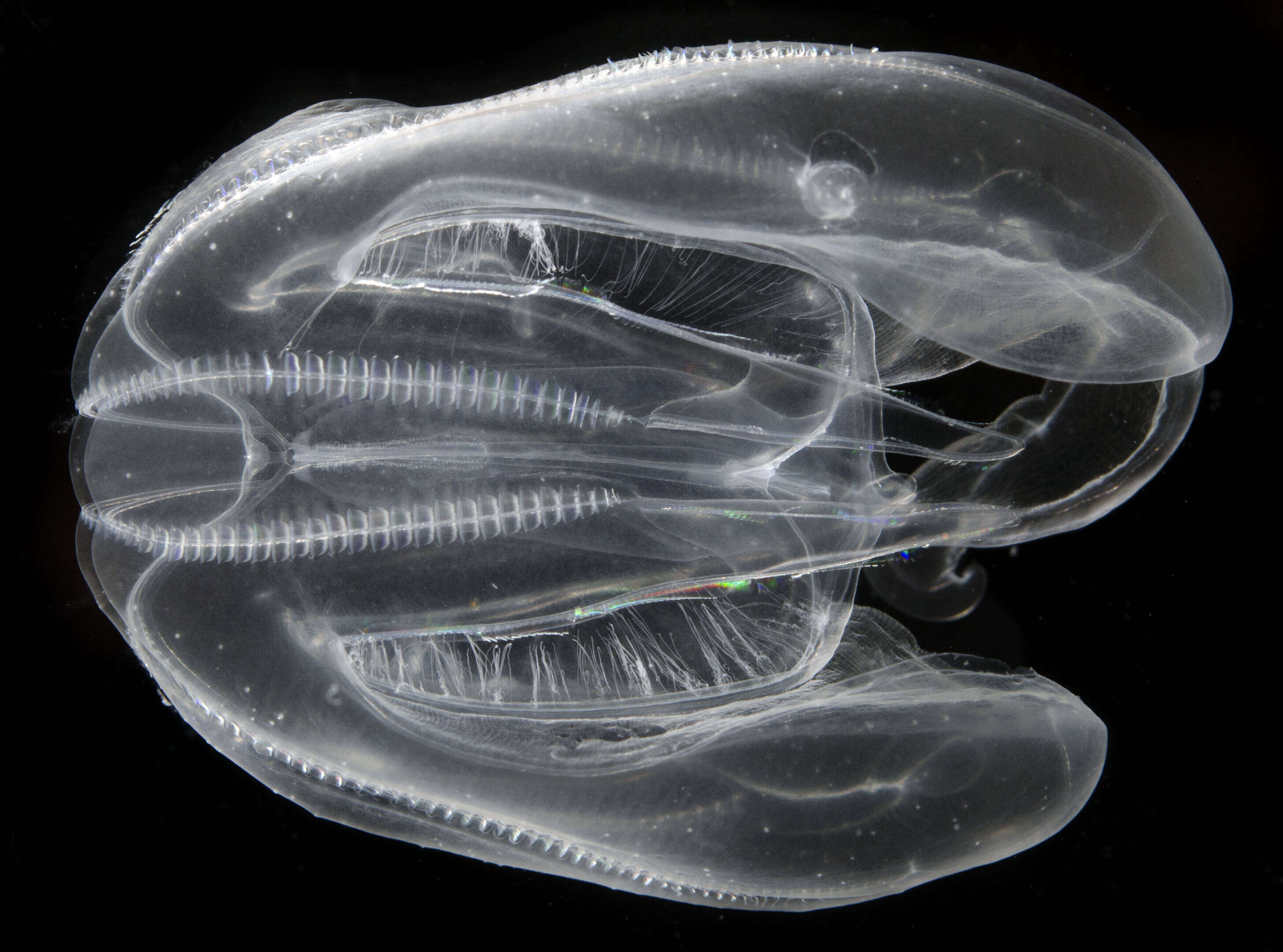 Image of comb jelly