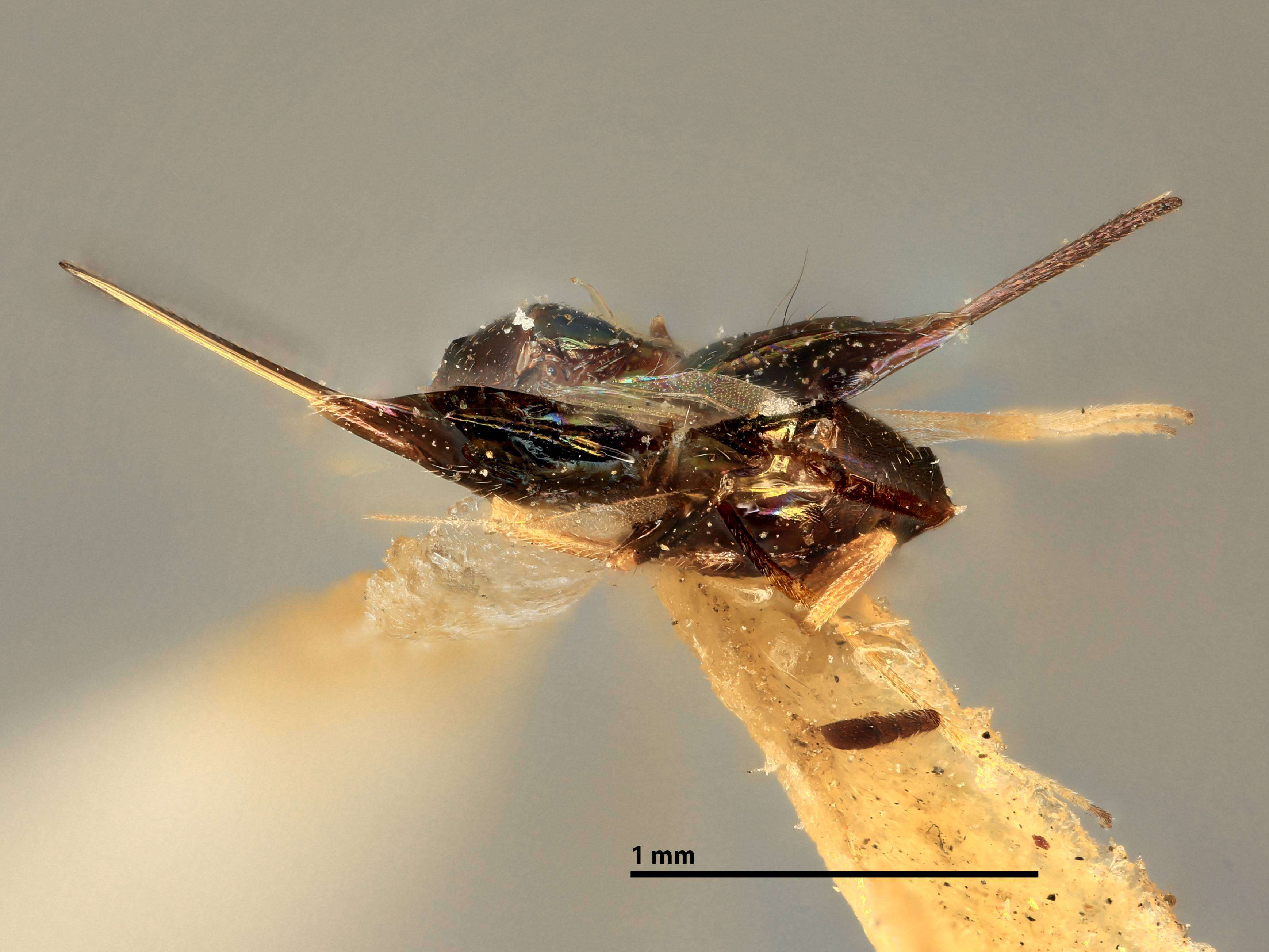 Image de Tetracnemus tertius (Girault 1917)