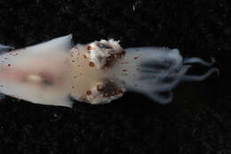 Image of cephalopods