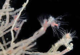 Image of pinkmouth hydroid