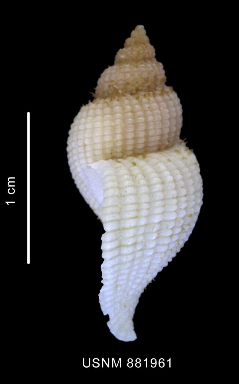 Image of Xymenopsis buccineus (Lamarck 1816)