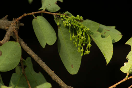 Image de <i>Phyllanthus mocinianus</i>