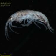 Image of Amphipoda