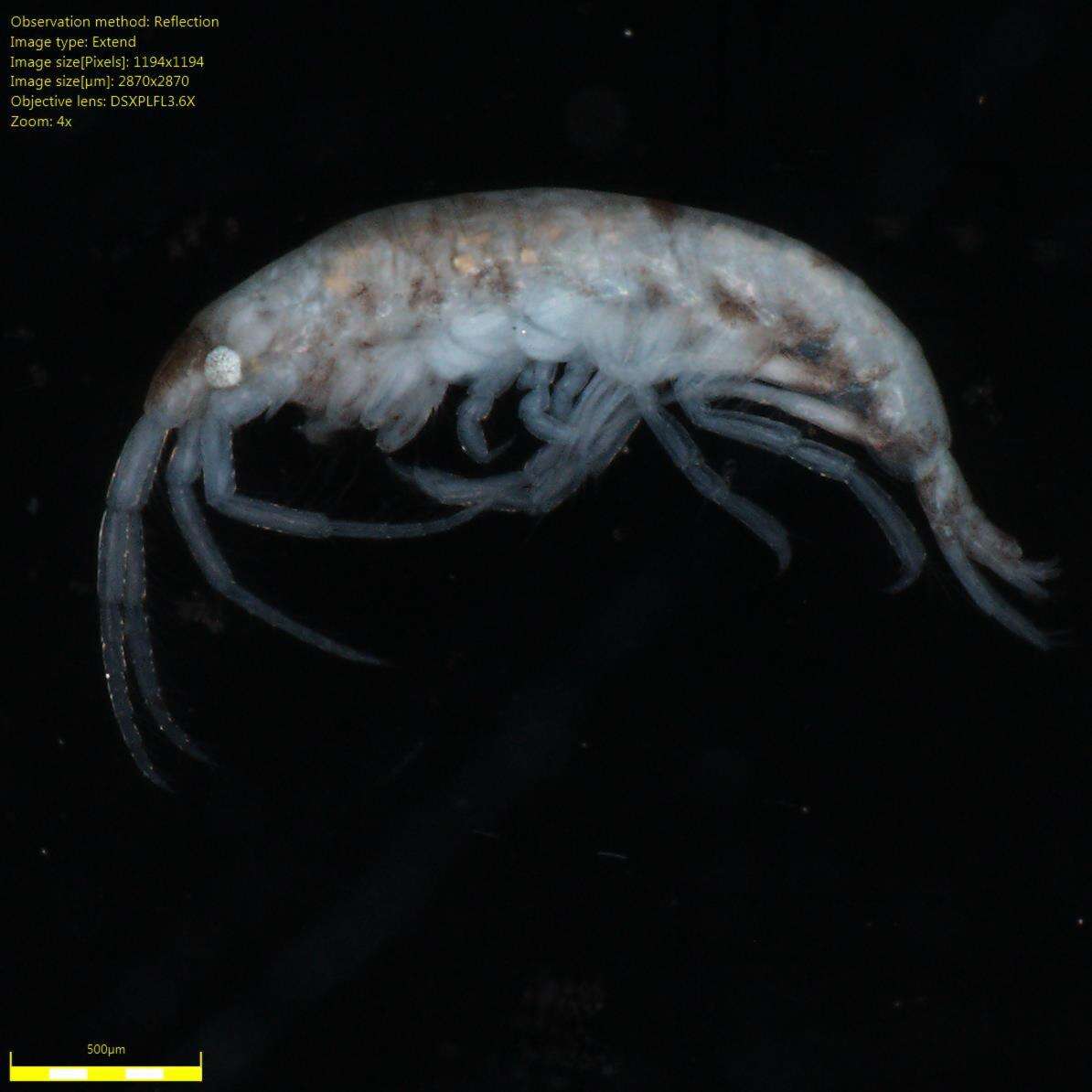 Image of Amphipoda