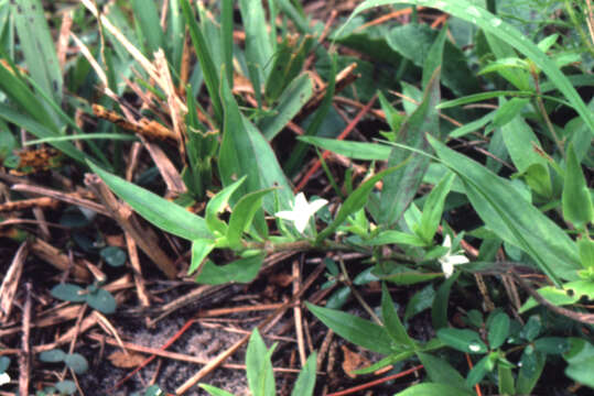 Image of Virginia buttonweed