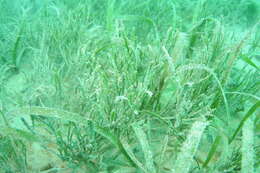 Image of cactus tree alga