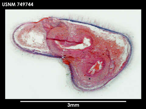 Image of Sputoherpia megaradulata Salvini-Plawen 1978